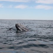 IMG 0001 2 (63)